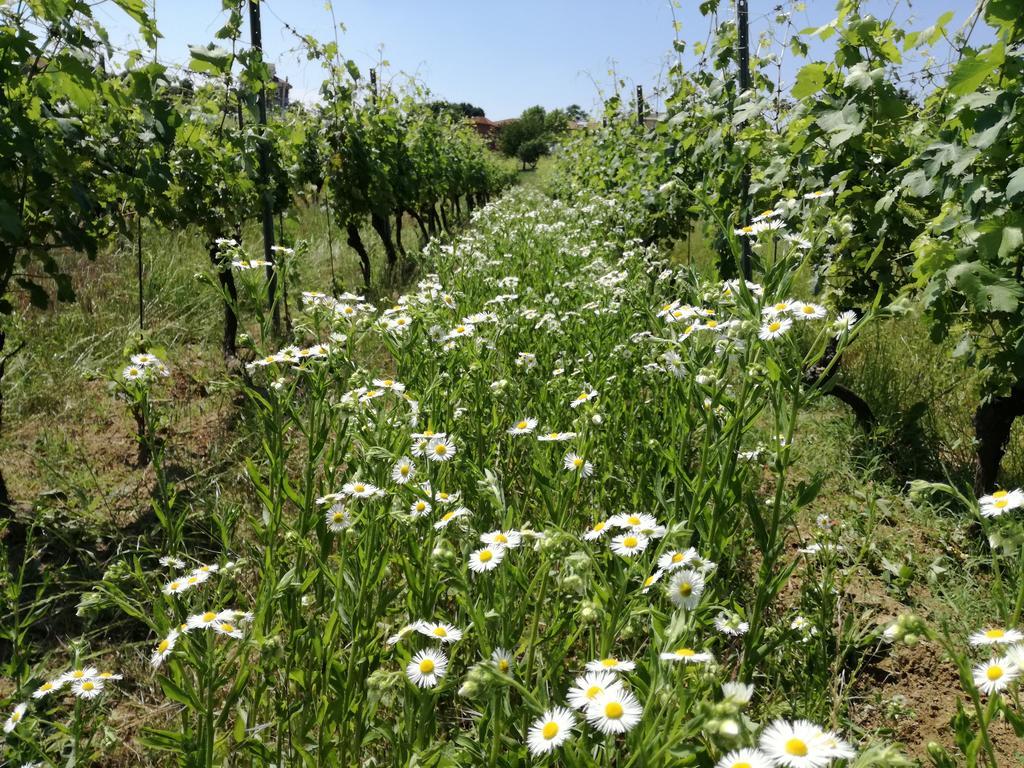 Azienda Agricola Garoglio Davide Alfiano Natta Ngoại thất bức ảnh