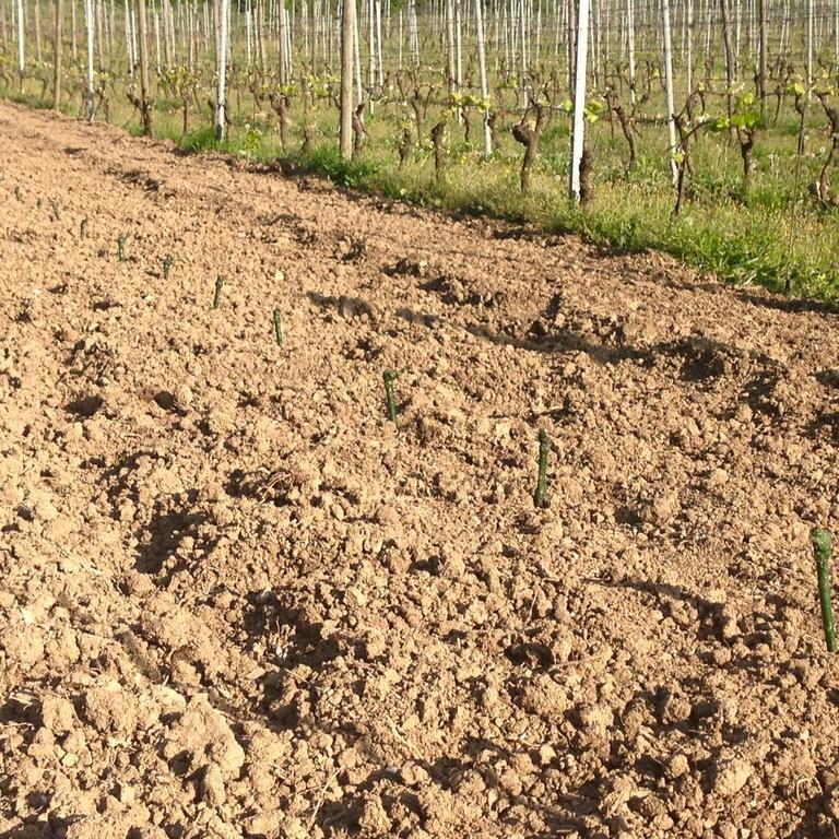 Azienda Agricola Garoglio Davide Alfiano Natta Ngoại thất bức ảnh